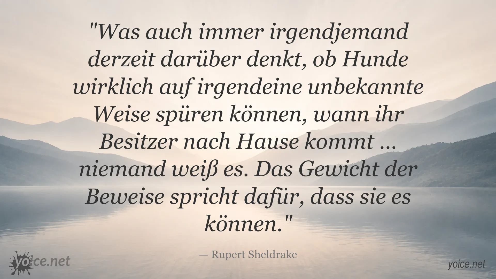 Zitat von Rupert Sheldrake über Hunde, die möglicherweise spüren, wann ihr Besitzer nach Hause kommt